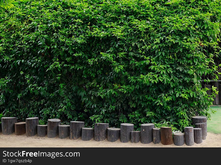 Green Tree In The Garden With Wooden Fence