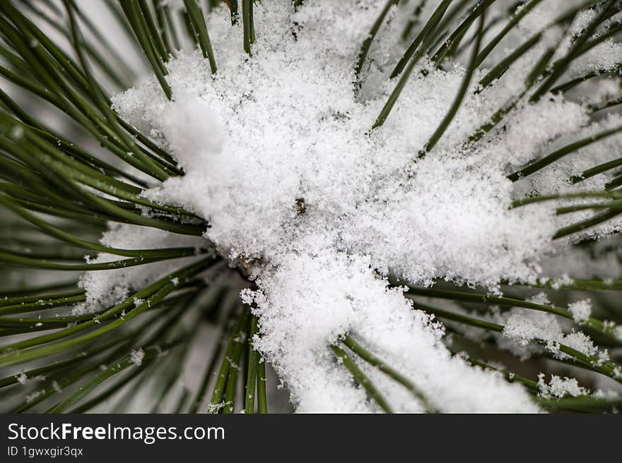 Fir tree branch covered with snow