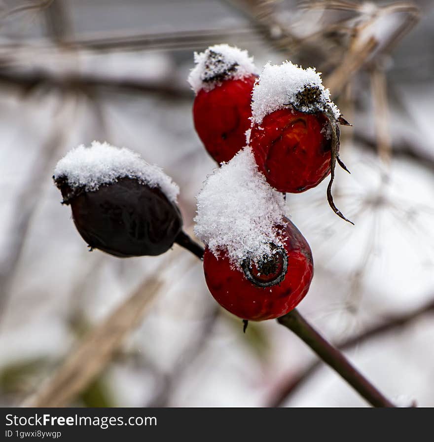 Old rosehips covered with snow