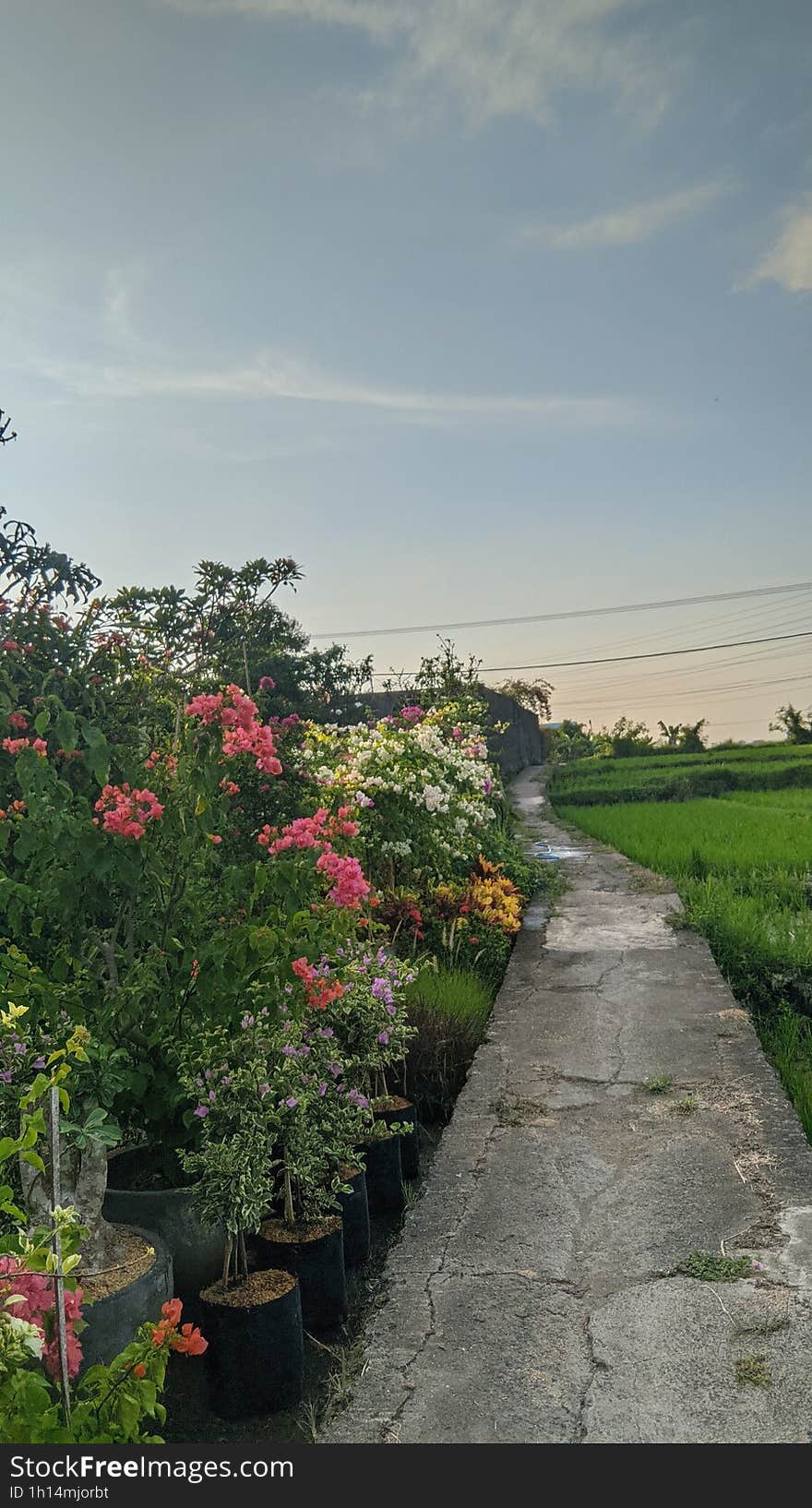 The afternoon view was very beautiful, beautiful flowers and small rice plants. The afternoon view was very beautiful, beautiful flowers and small rice plants