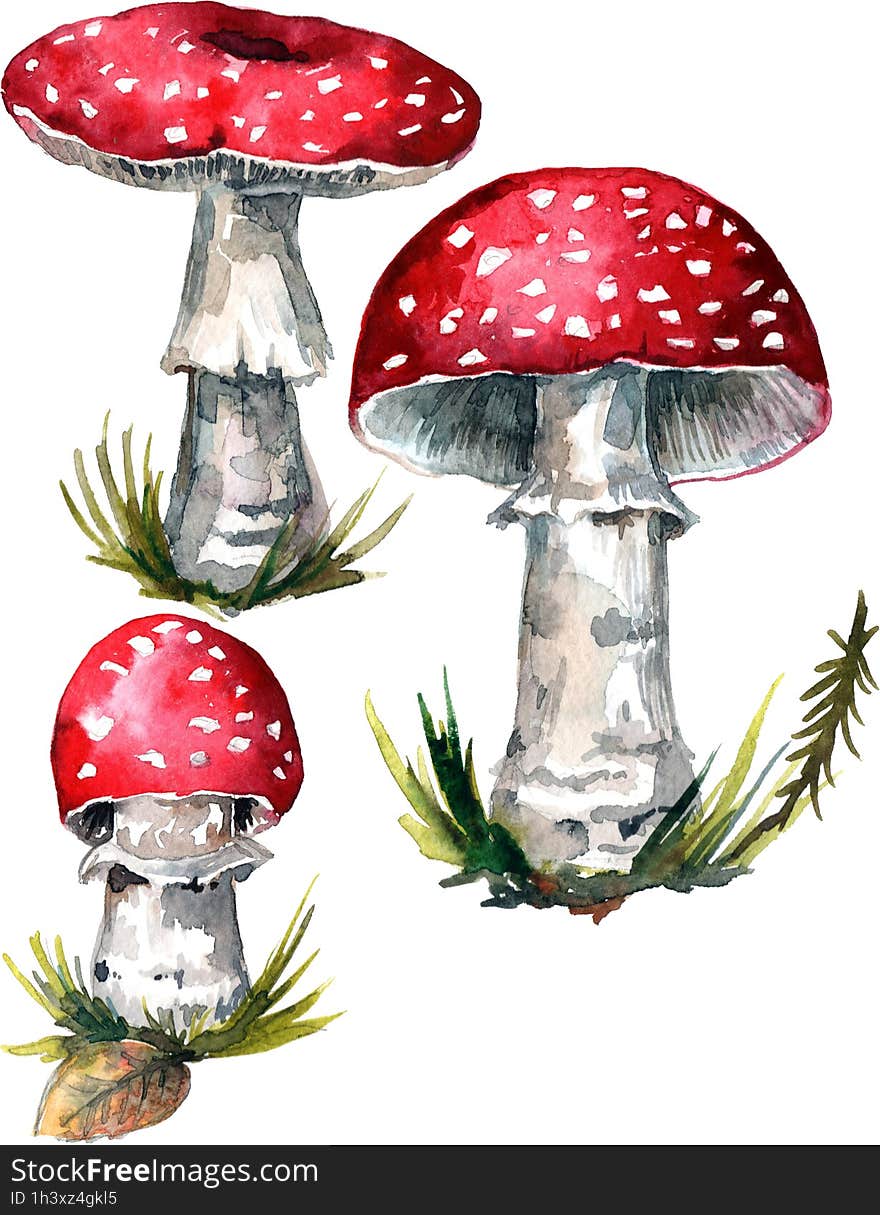 A bright red mushroom fly agaric painted by hand especially for your design