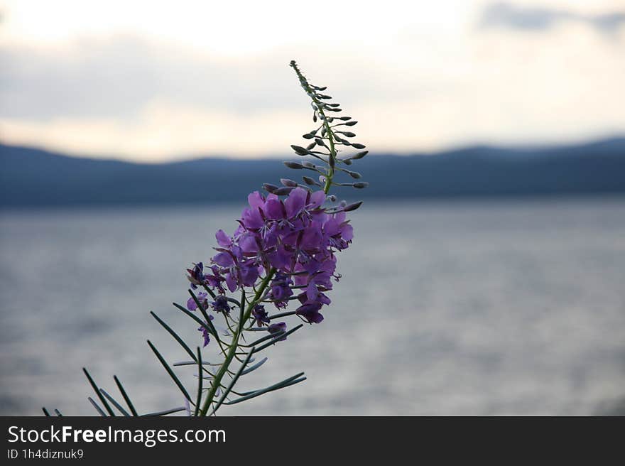 The photo shows a stunning landscape with a flower in the foreground, which stands out against the background of the sea, mountains and sky. The flower looks like a bright splash of color among the general palette. The photo shows a stunning landscape with a flower in the foreground, which stands out against the background of the sea, mountains and sky. The flower looks like a bright splash of color among the general palette.