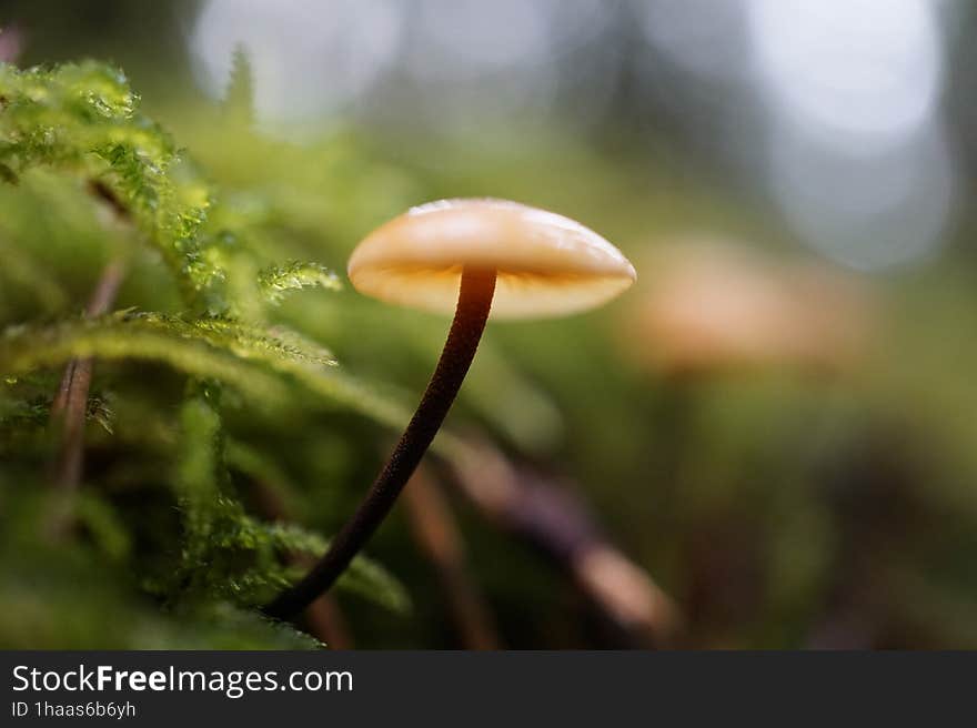 Pacific Northwest mushrooms