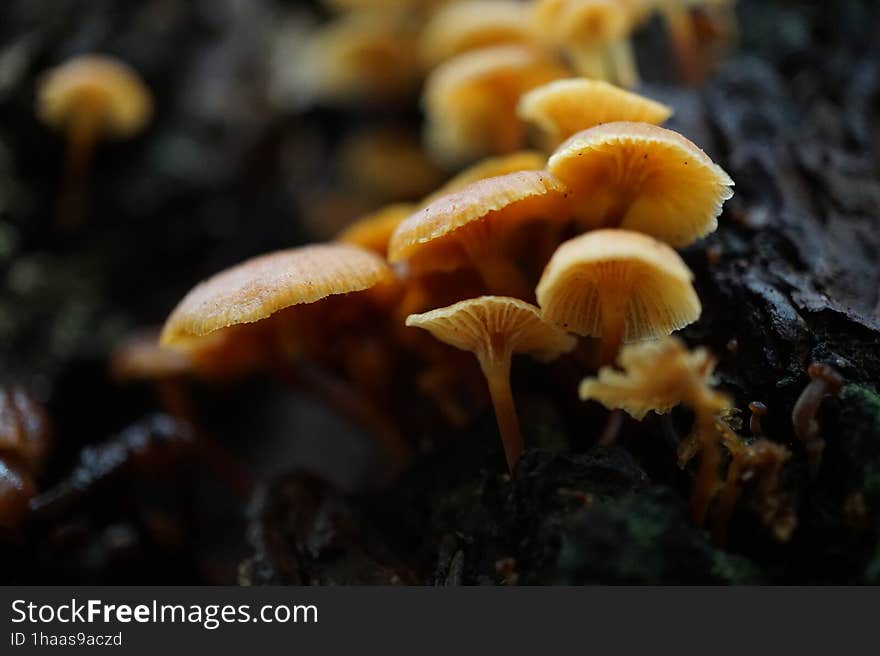 Pacific Northwest Mushrooms