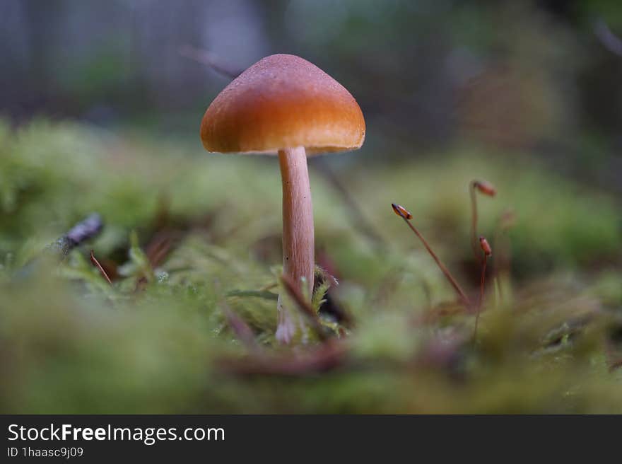 Pacific Northwest Mushrooms