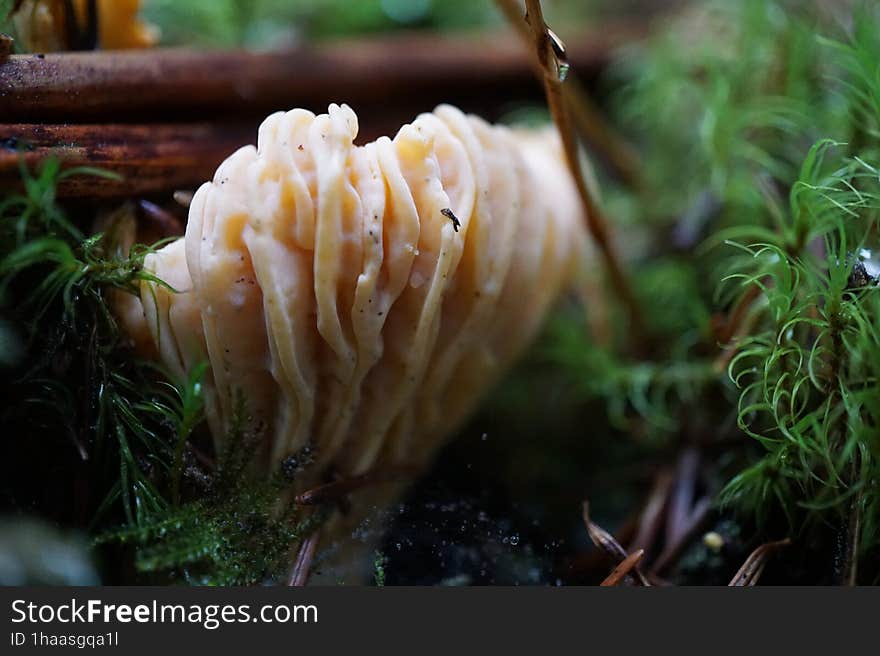 Pacific Northwest mushrooms