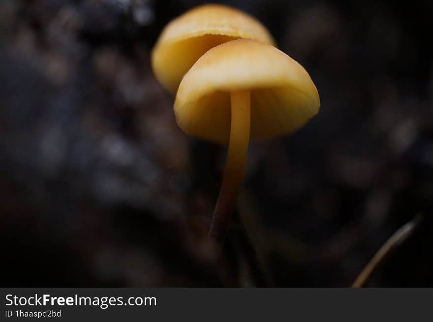 Pacific Northwest mushrooms