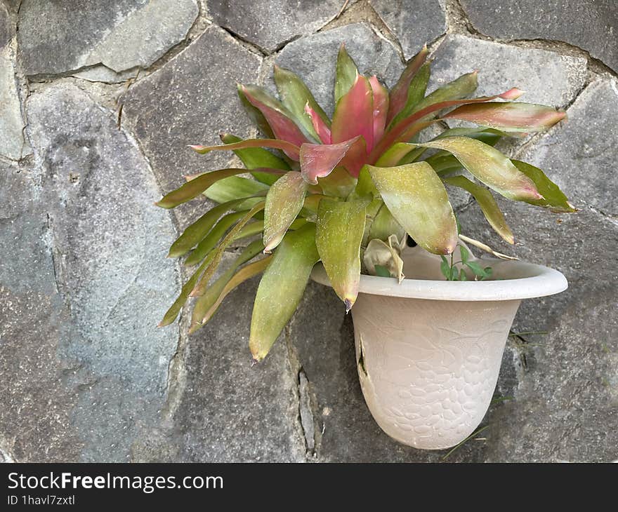 Plant pots mounted on the wall represent a green concept decoration