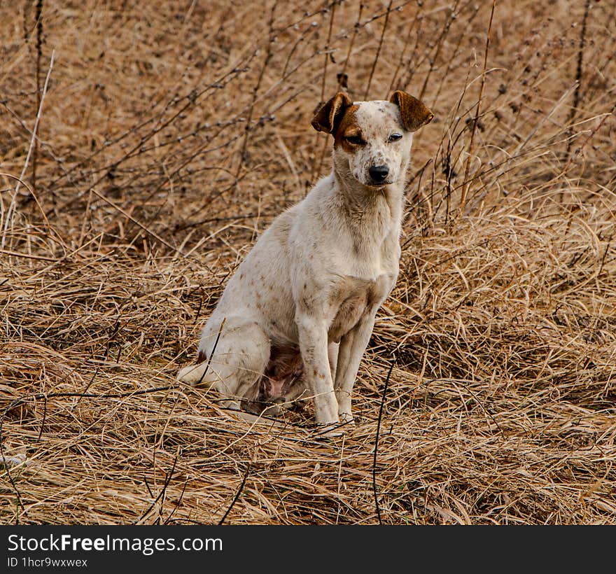 Friendly dog in an autumn landscape. Serios dog