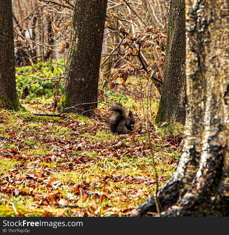 The squirrel in the Vatra Dornei central park looking for food under the leaves. The squirrel in the Vatra Dornei central park looking for food under the leaves
