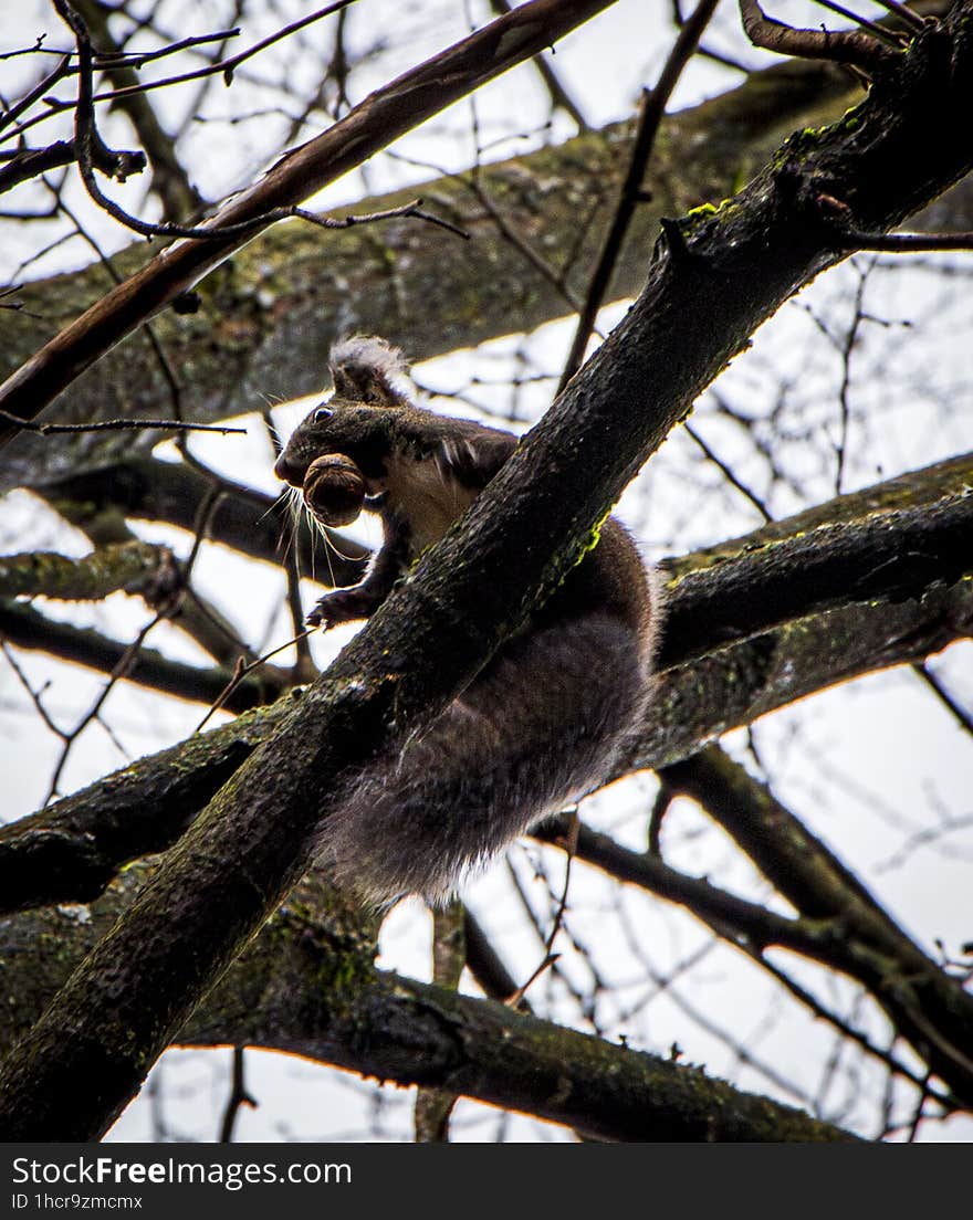 The squirrel from the Vatra Dornei central park looking for food among the leaves of the trees