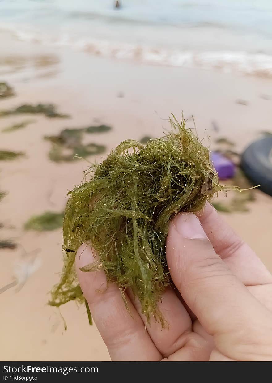 Seaweed on the tanjung pinggir beach