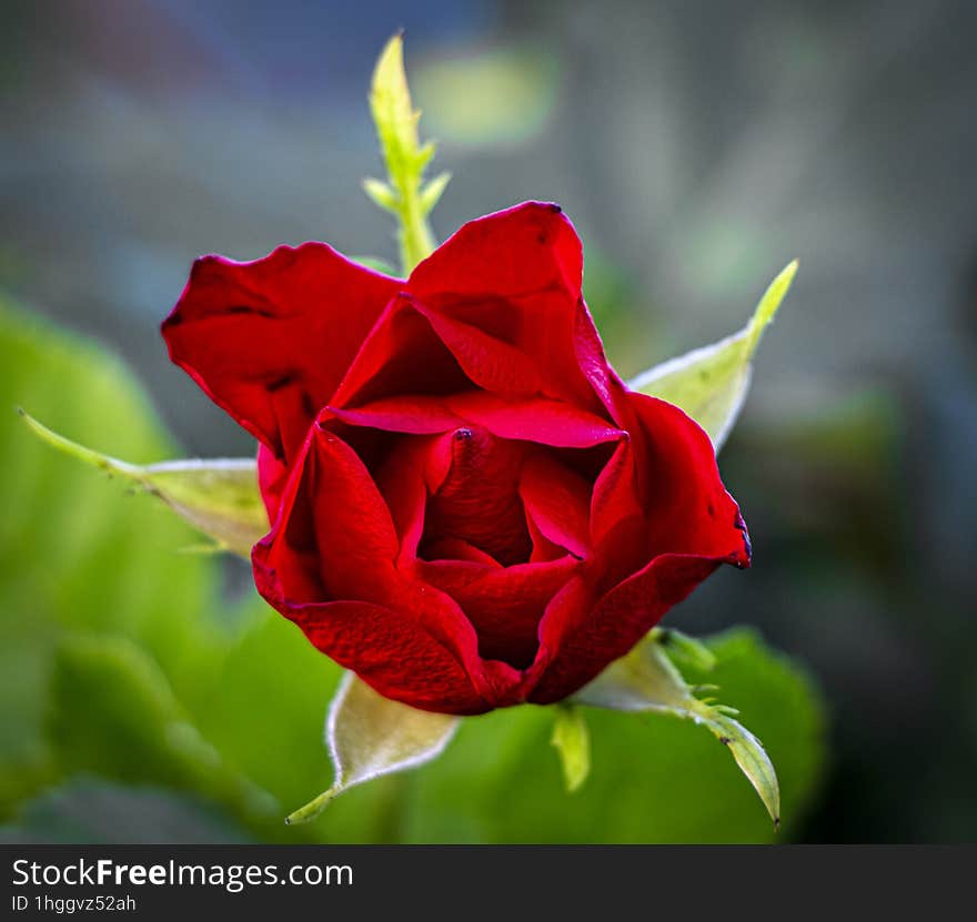 Red rose from my garden. This photo represents pure beauty of nature. Rose.png. Red rose from my garden. This photo represents pure beauty of nature. Rose.png