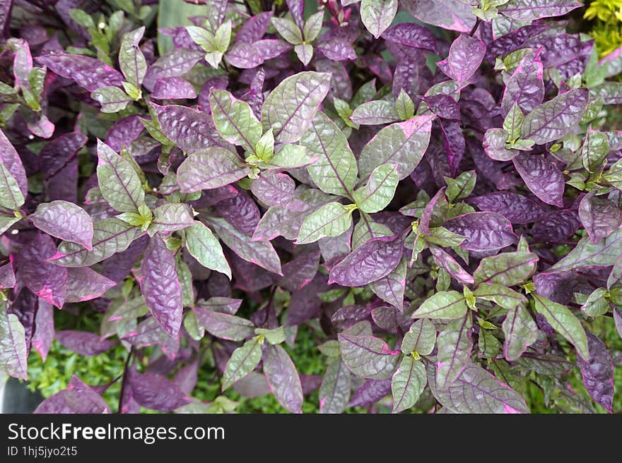 The background is tiny leaves with interesting color variations, a mixture of green and purple