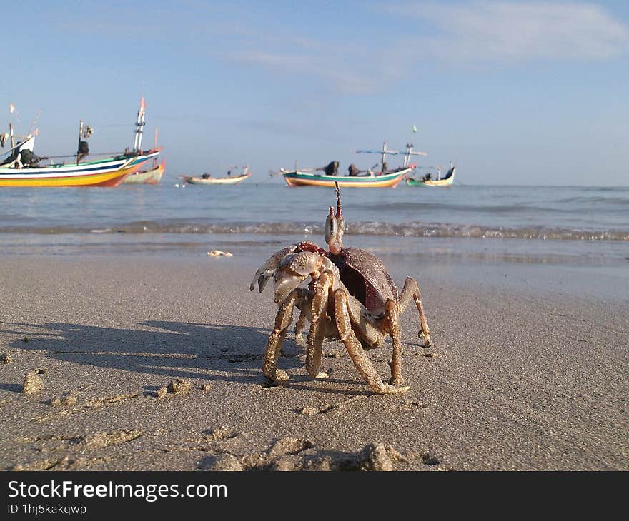 crabs sunbathing on the beach with fishing boats in the sea in the background