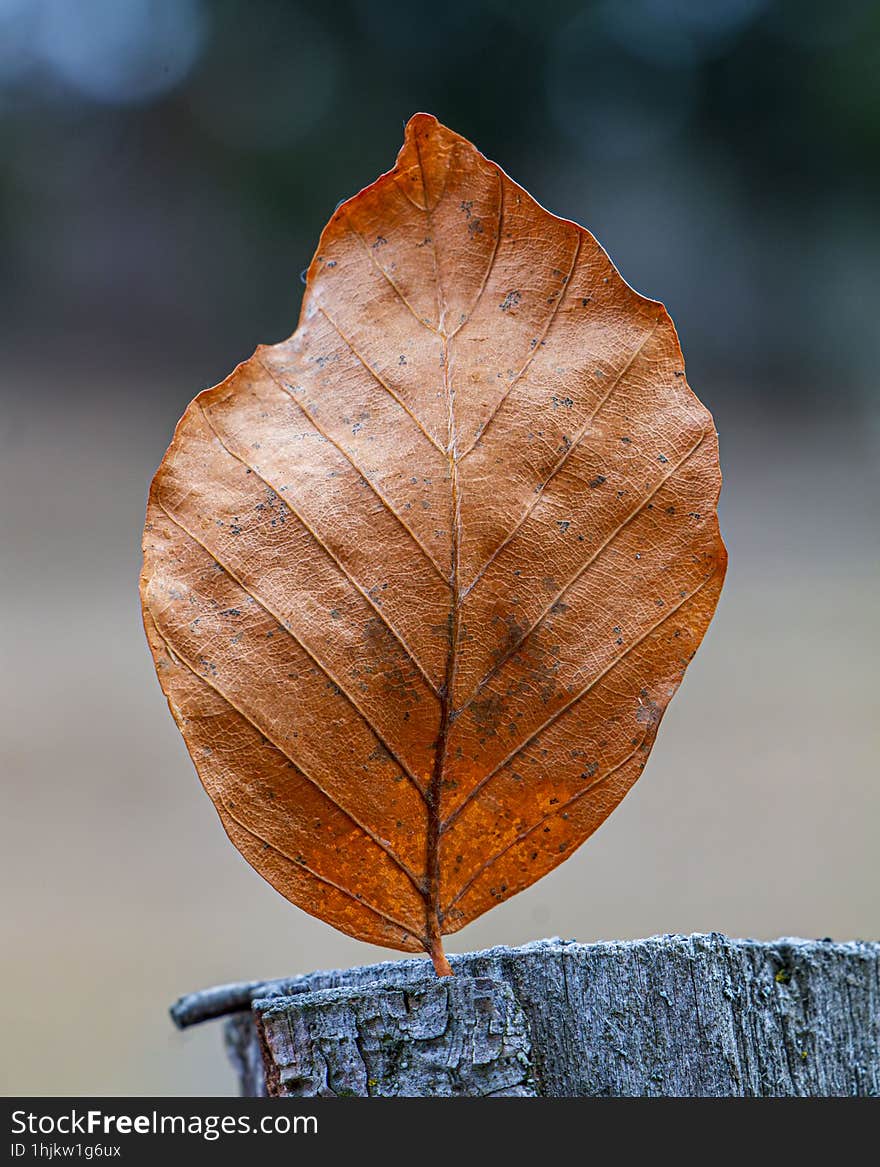 Close-up photo of a brown leaf. Colibita, Bistrita-Nasaud,Romania. Close-up photo of a brown leaf. Colibita, Bistrita-Nasaud,Romania