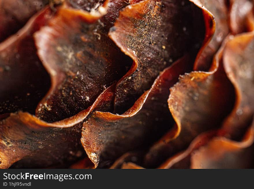 Close-up shot of an pine cone