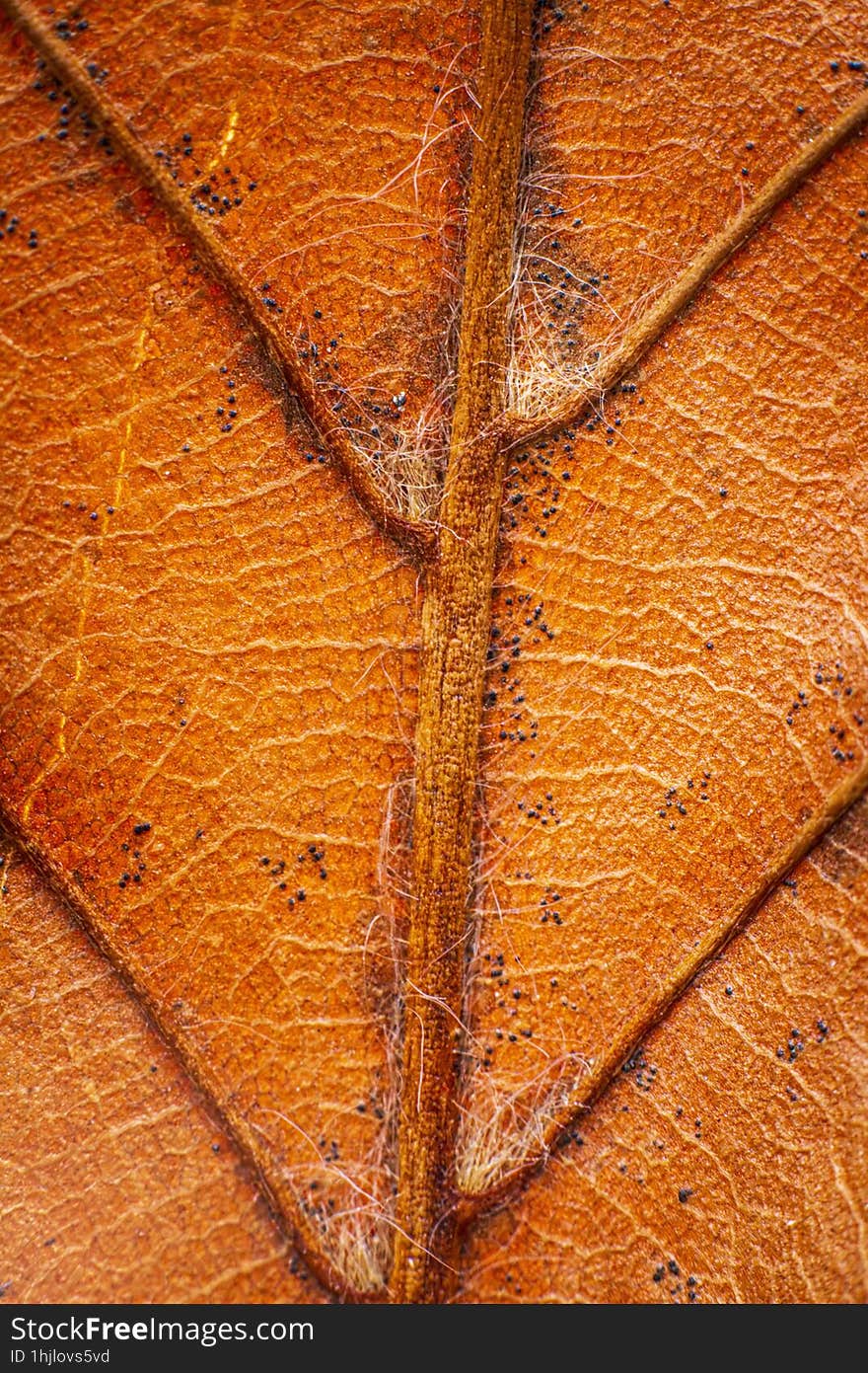 Macro photo of a brown leaf. Colibita, Bistrita-Nasaud,Romania. Macro photo of a brown leaf. Colibita, Bistrita-Nasaud,Romania