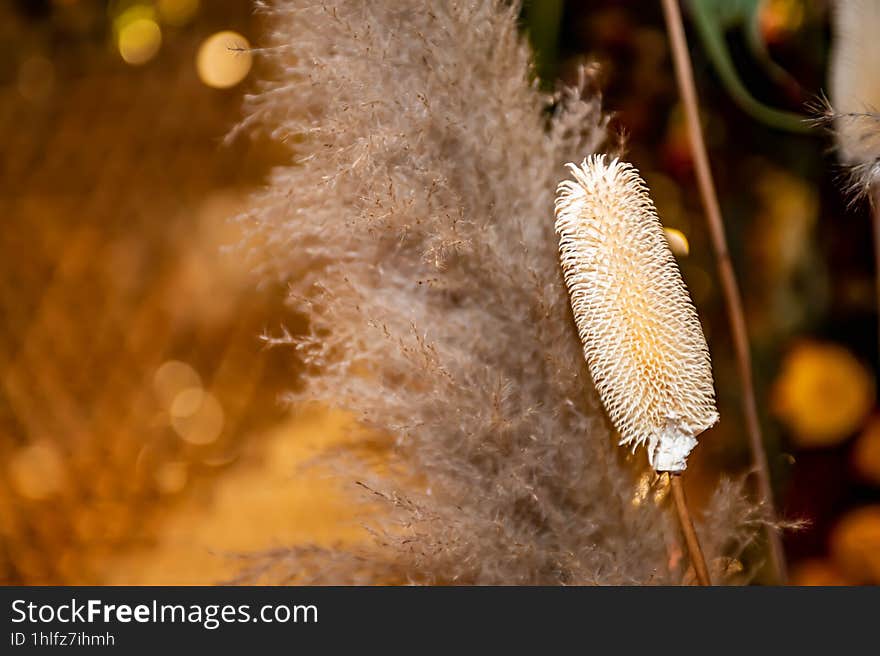 Varieties Of Thai Flowers, On Isolated Blur Background