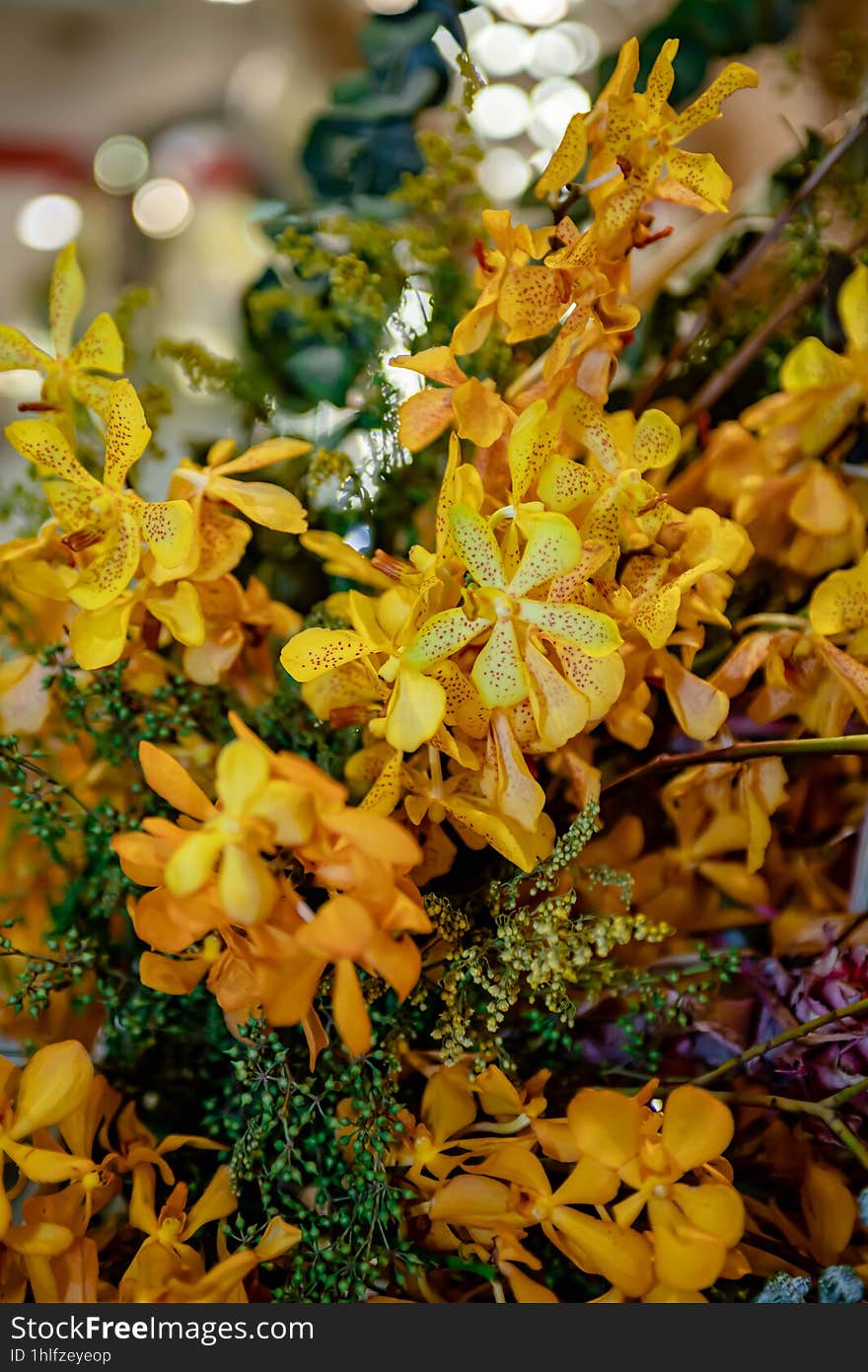 Yellow Orchid Thai Flowers, On Isolated Blur Background