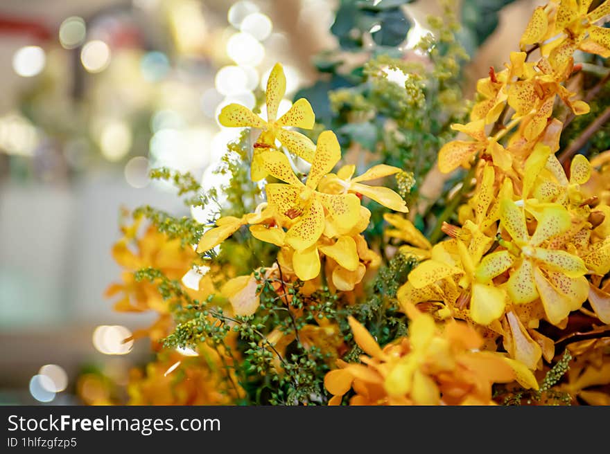 Yellow Orchid Thai flowers, on isolated blur background