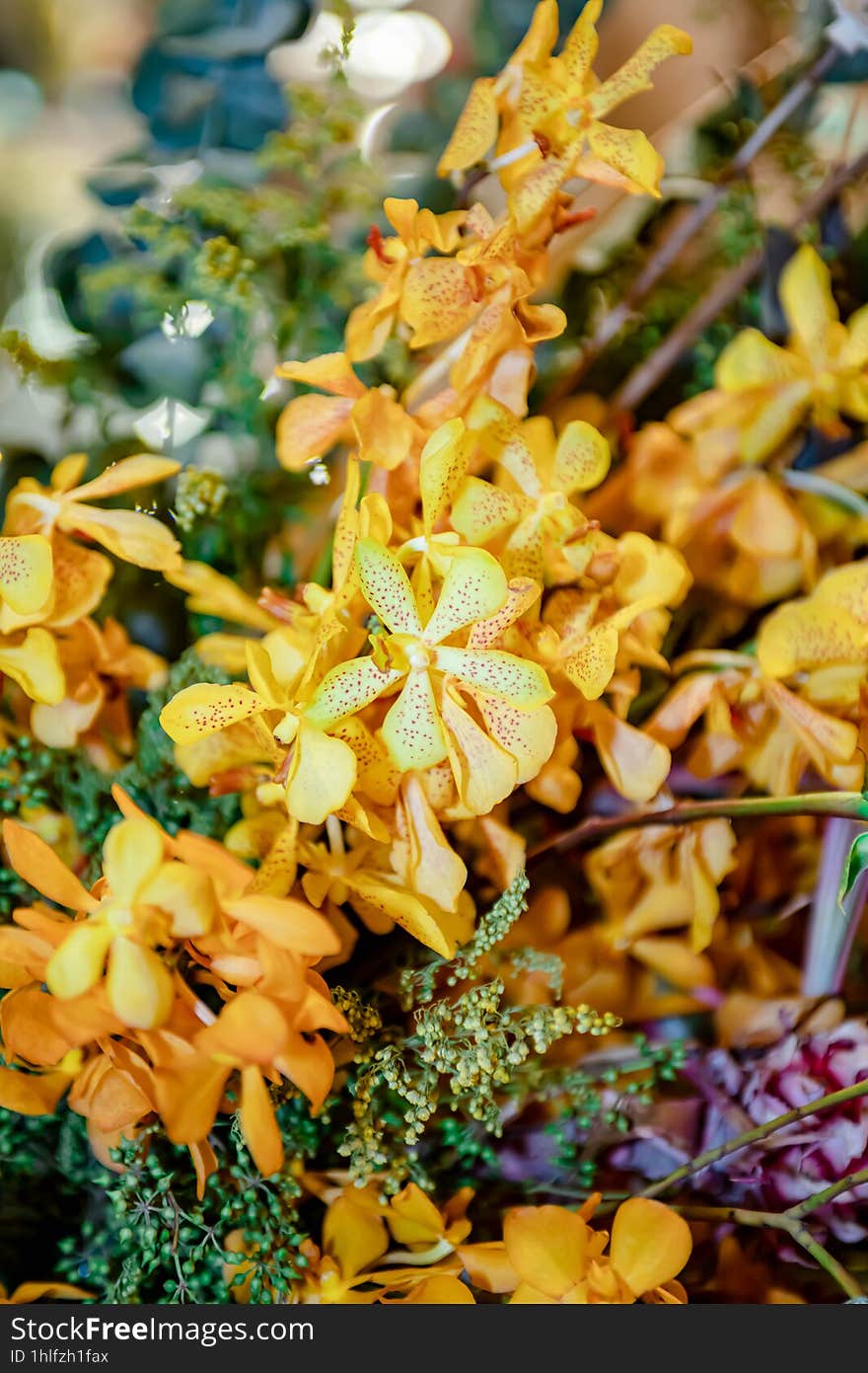 Yellow Orchid Thai Flowers, On Isolated Blur Background