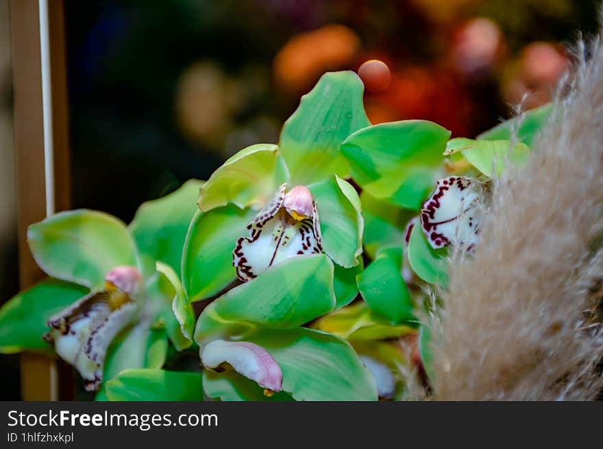 Thai Orchid Flowers in isolated or group, mix or single color on purple, white, yellow, pink and patterns on the petals. Background texture with selcetive focus. Thai Orchid Flowers in isolated or group, mix or single color on purple, white, yellow, pink and patterns on the petals. Background texture with selcetive focus.