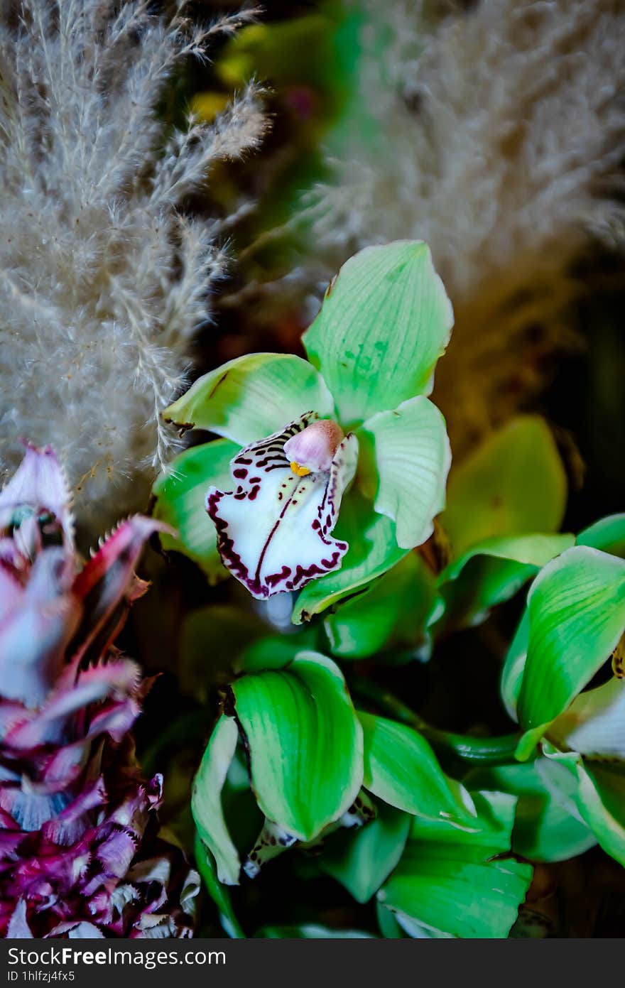 Varieties of Thai flowers, on isolated blur background