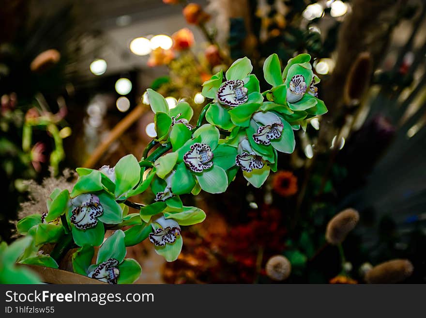 Green Orchid Thai Flowers, On Isolated Blur Background