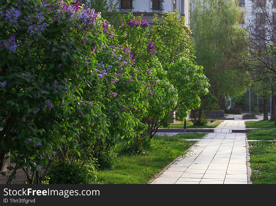 Large purple tall beautiful lilac bushes in a shady spacious park, garden, on an early spring day.