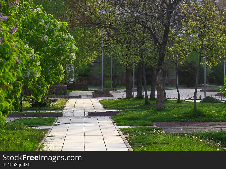 Paving stone paths in a shady park overgrown with plants, garden in the early spring morning.