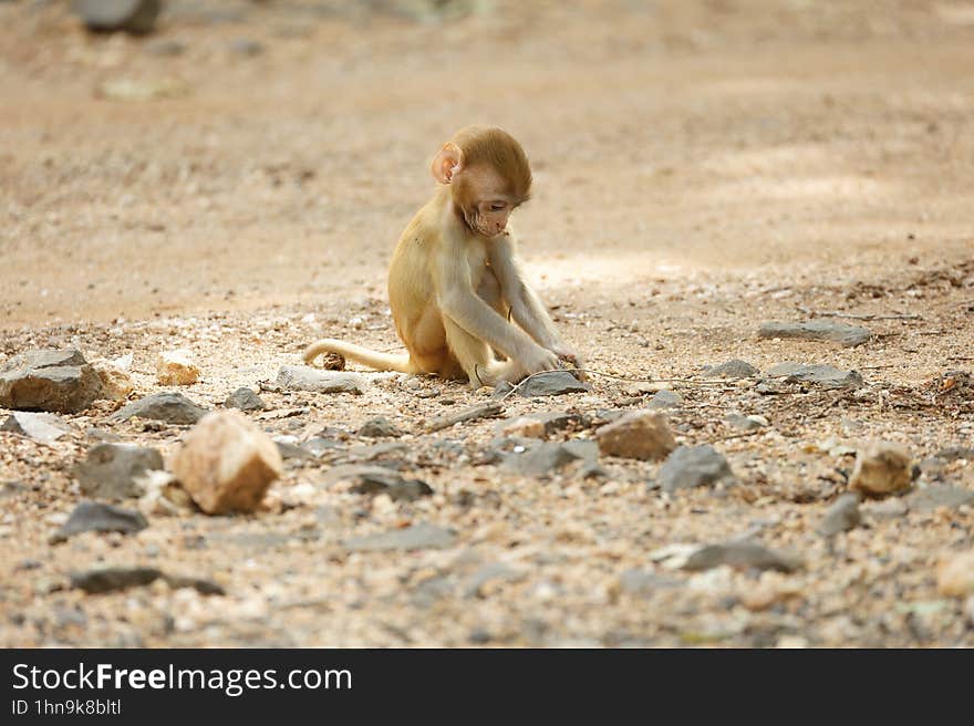 Baby Monkey play around at the forest area in Pench National Park. Its super cute moment