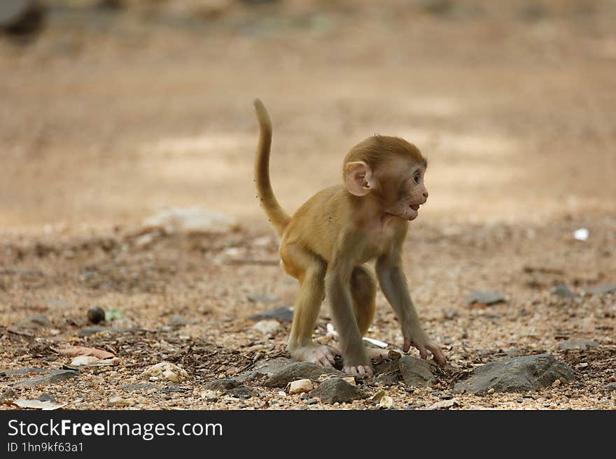 Cute Baby Monkey with its cute expression at Pench National Park