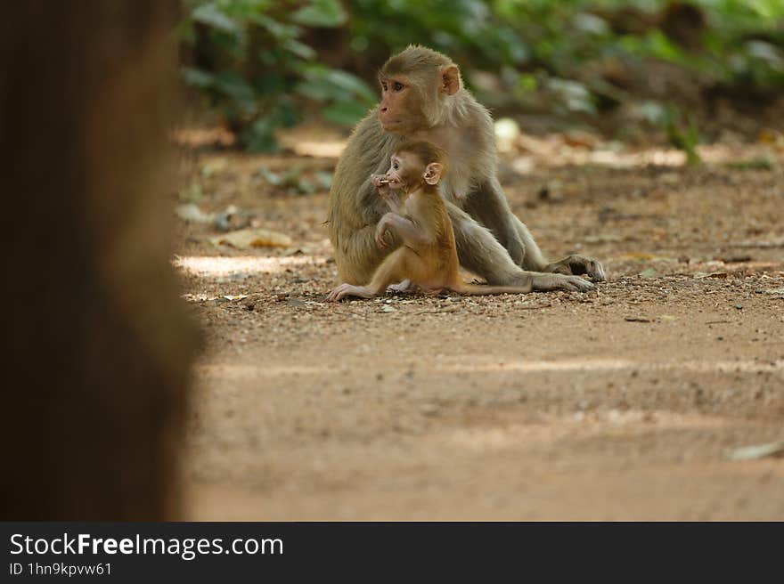 Monkey with its baby taking a look at the Jeep safari at Pench National Park