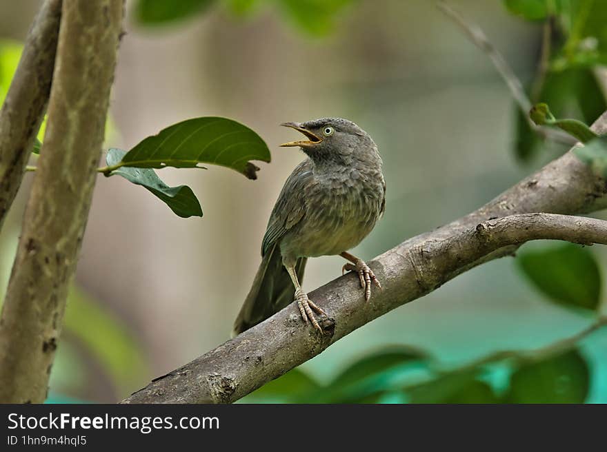 Babbler sitting on the trunk of the tree with beautiful background