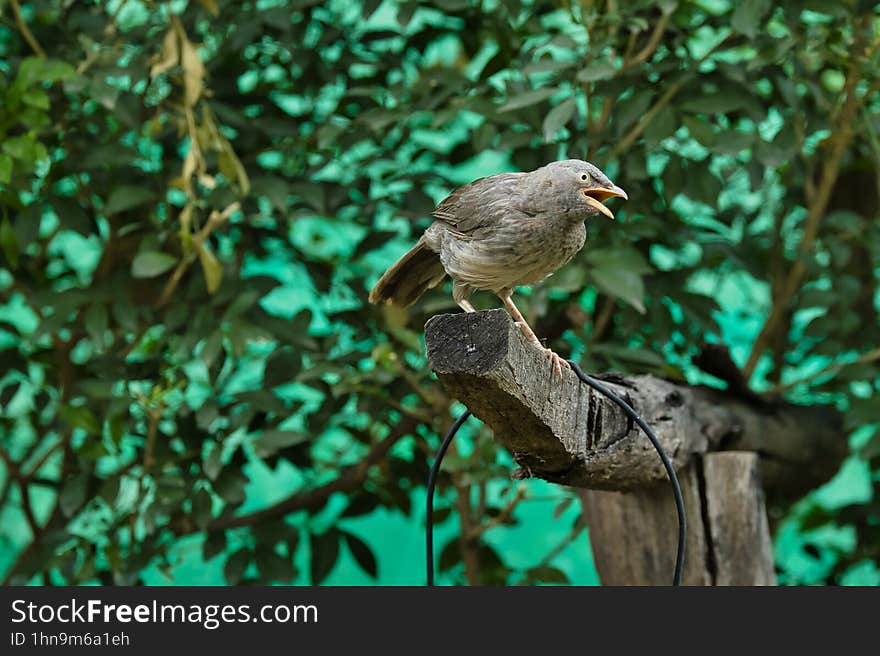 Babbler sitting on the trunk of the tree with beautiful background