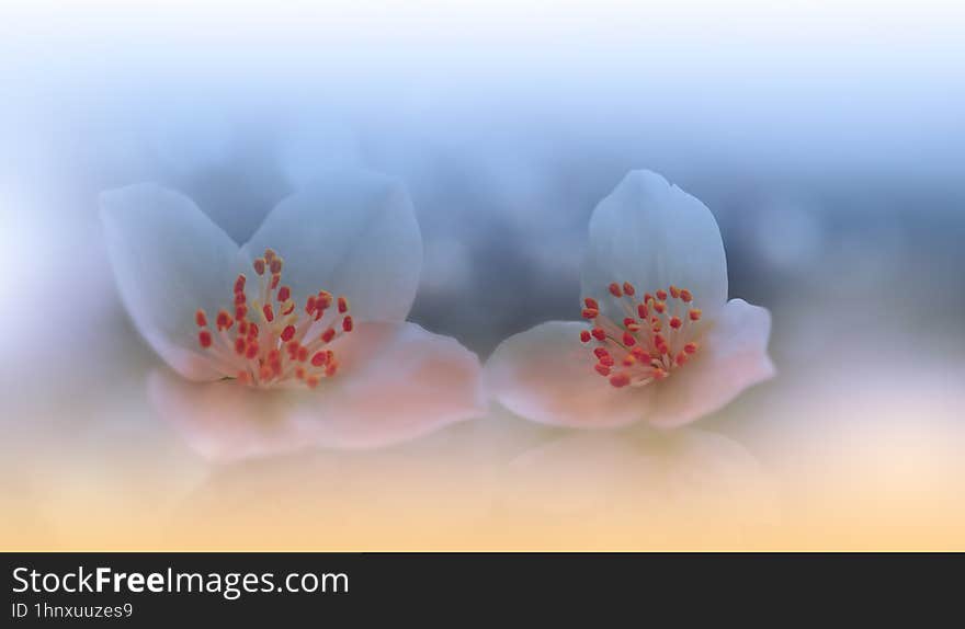 Incredibly beautiful Nature.Fantasy design.Modern Art. Magic Artistic Wallpaper.Dream, line.Blue Background, colorful.Watercolor illustration. Background for relax.Web Banner .Abstract nature background.Beauty in Nature.Pure,clean.Plant,ecology.Pink and White Color.Amazing Photo.Fresh,freshness.Softness,soft.Creative Wallpaper.Colorful Scene in Vintage Tones.Vibrant Color.Natural Macro Photos and Tranquil Scene.Colorful Flowers.Colorful Background.Celebration,love.Summer Flower.White Flowers.Copy Space.Wedding Invitation.Jasmine Flower.Aroma,perfume. Incredibly beautiful Nature.Fantasy design.Modern Art. Magic Artistic Wallpaper.Dream, line.Blue Background, colorful.Watercolor illustration. Background for relax.Web Banner .Abstract nature background.Beauty in Nature.Pure,clean.Plant,ecology.Pink and White Color.Amazing Photo.Fresh,freshness.Softness,soft.Creative Wallpaper.Colorful Scene in Vintage Tones.Vibrant Color.Natural Macro Photos and Tranquil Scene.Colorful Flowers.Colorful Background.Celebration,love.Summer Flower.White Flowers.Copy Space.Wedding Invitation.Jasmine Flower.Aroma,perfume.