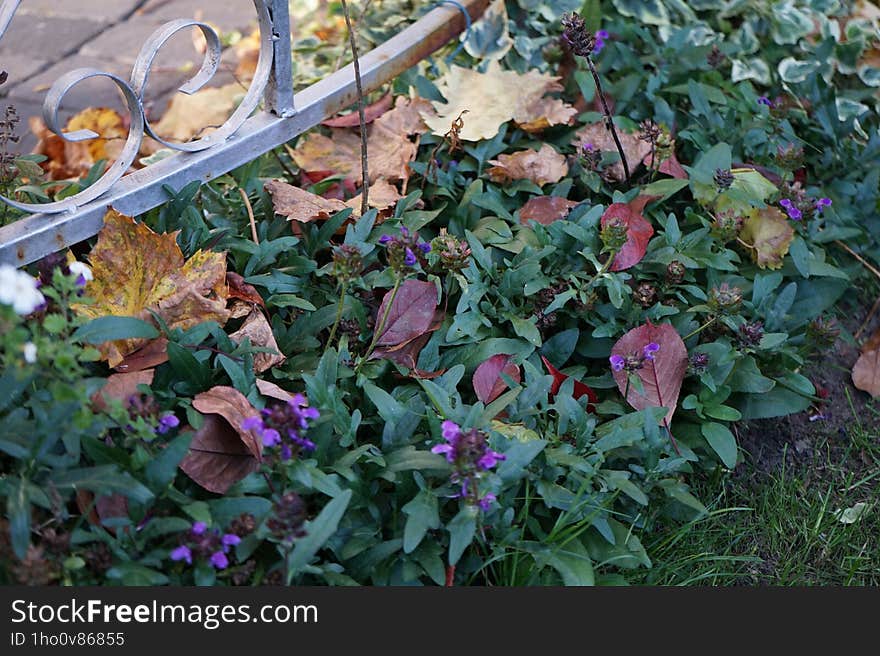 Prunella grandiflora blooms with purple flowers in October. Berlin, Germany