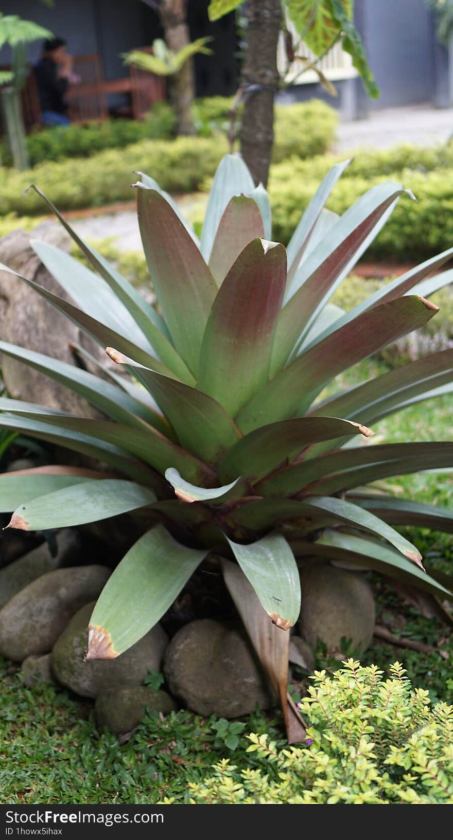 Alcantarea imperialis in the garden