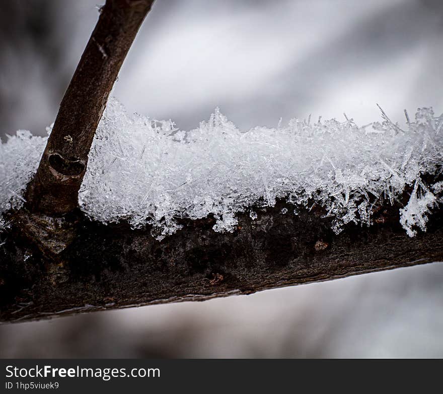 Macro photo of some snow crystals sitting on a branch. Colibita, Bistrita-Nasaud, Romania.