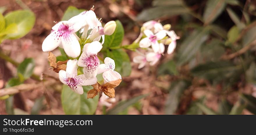 white wild flower with blurry back