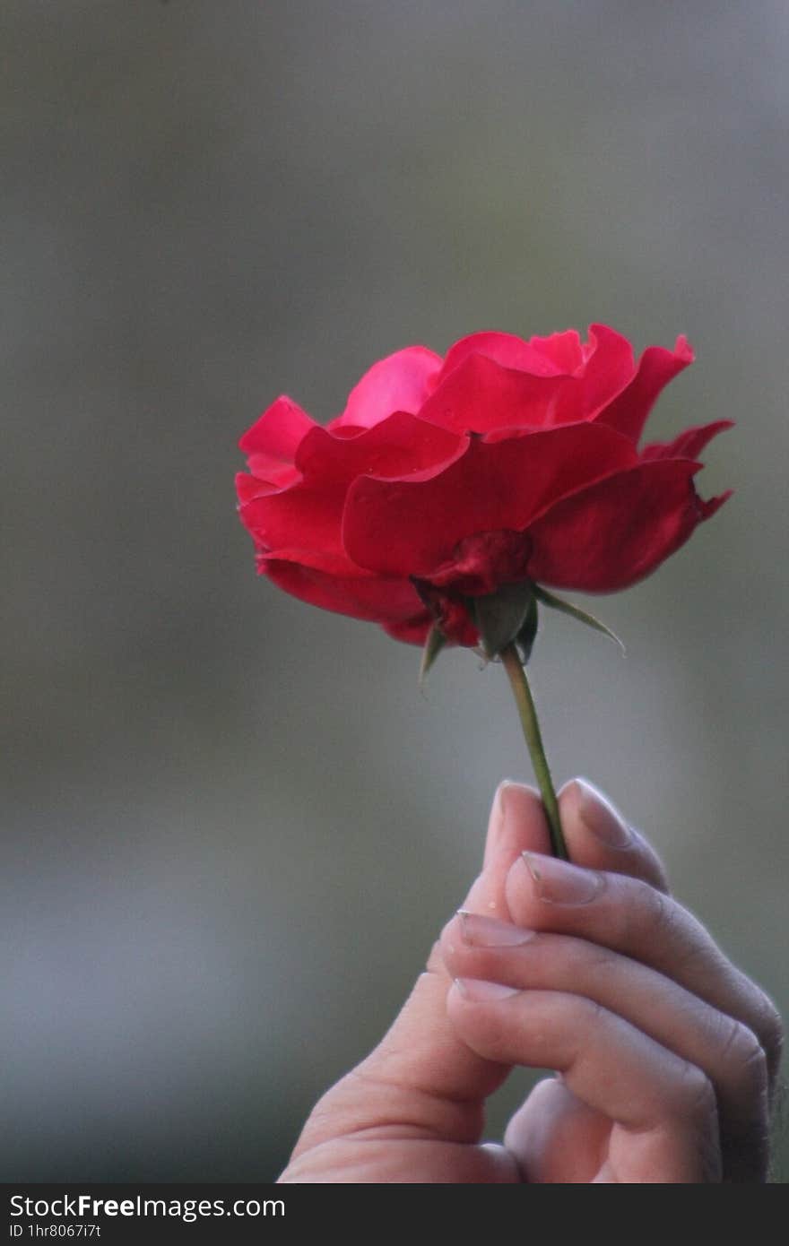 Red flower on a man hand