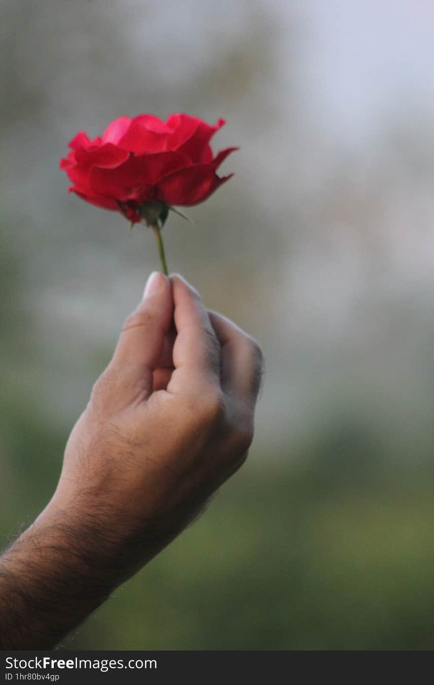 Red Flower On A Man Hand