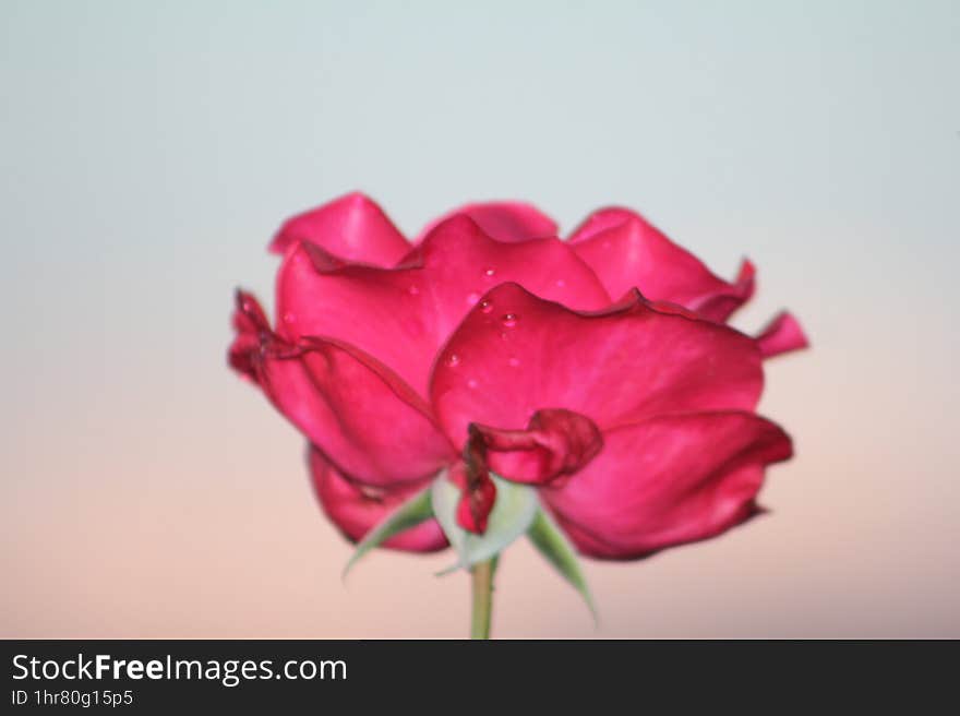 red flower on blur background