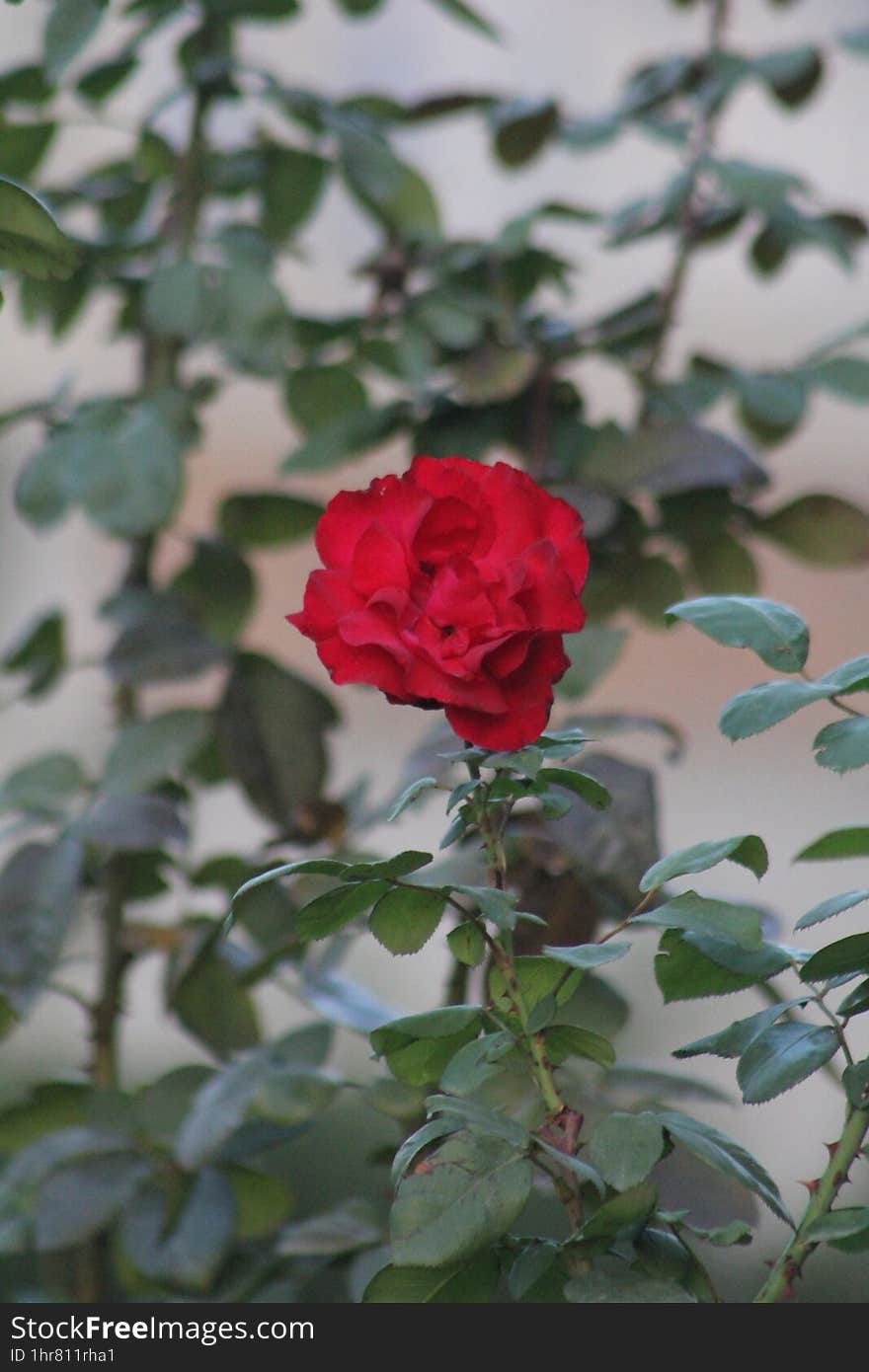 Red flower with green Leaves