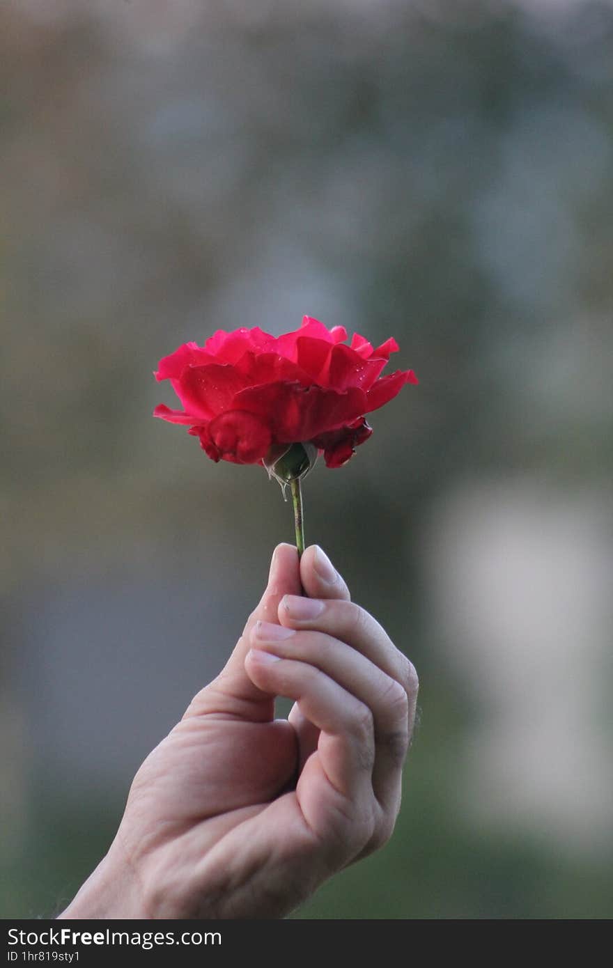 Red Flower On A Man Hand