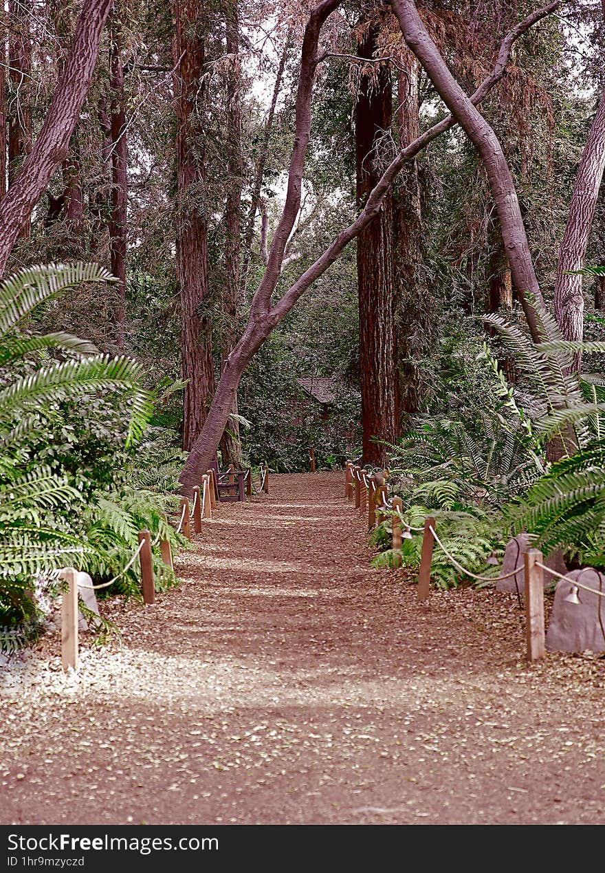 forest in the deep woods with tree and plants trail