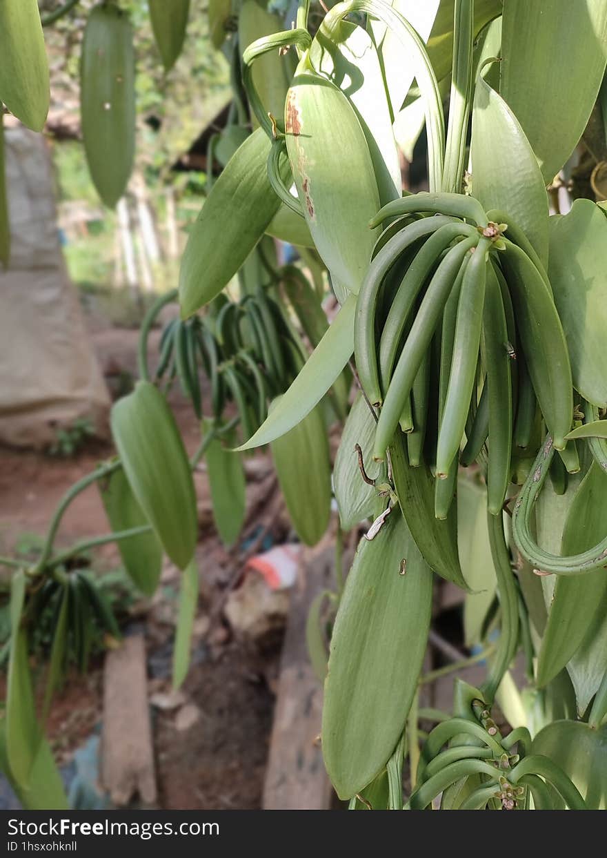 Vanilla Vanilla planifolia is a plant that produces vanilla powder which is usually used as a food fragrance. This powder is produced from the pod-shaped fruit. ?. Vanilla Vanilla planifolia is a plant that produces vanilla powder which is usually used as a food fragrance. This powder is produced from the pod-shaped fruit. ?