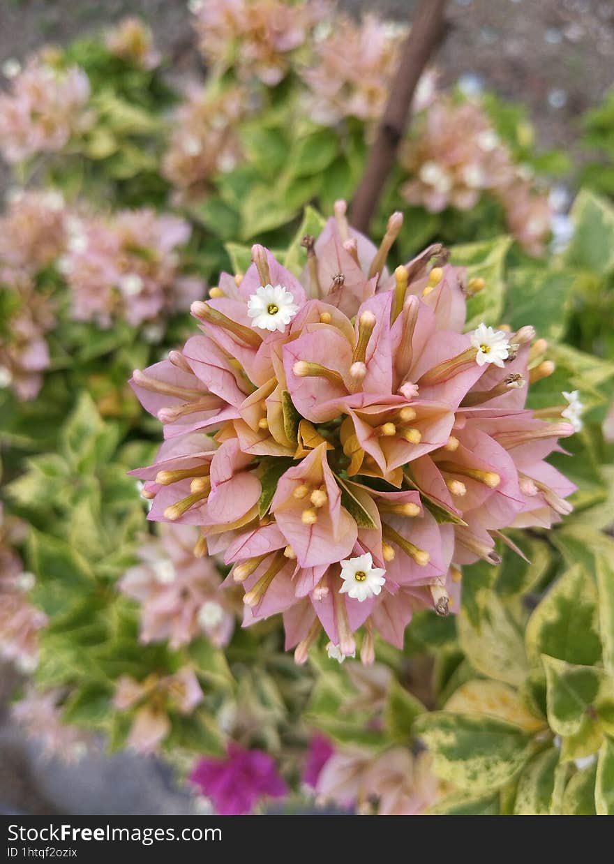 In my area these flowers are called paper flowers because the flowers are similar to paper