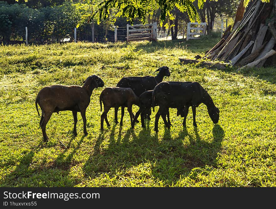 Sheeps In The Meadow In The Morning Light,..Goats On The Farm